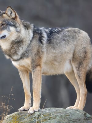 gray wolf standing on a rock